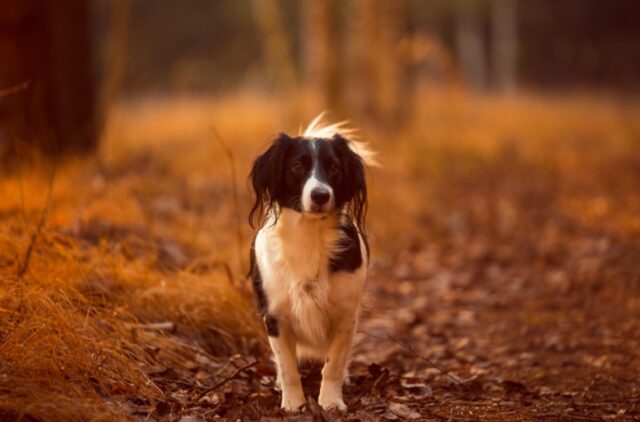 8 foto di cani divenuti popolari per la loro invidiabile filosofia di vita