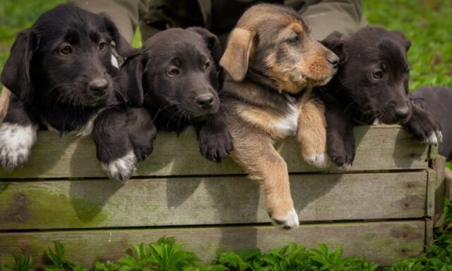 8 foto di cani e cuccioli che vivono uno dei momenti più belli della vita, l’adozione