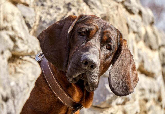 8 foto di cani nei casini, adesso cercano timidamente l’aiuto di qualcuno