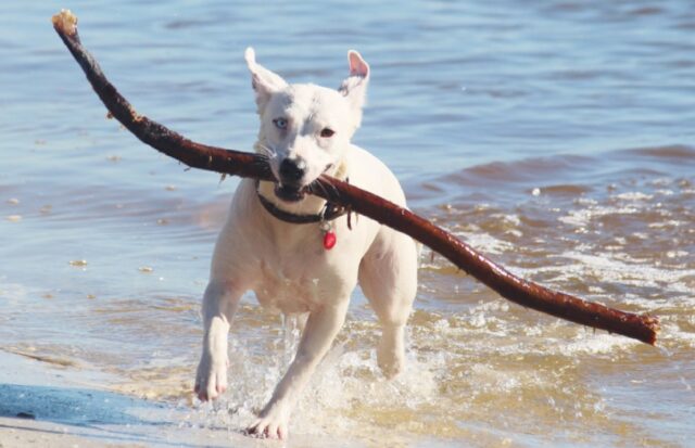 8 foto divertenti di cani che si sono cacciati in un guaio e adesso chiedono un piccolo aiutino