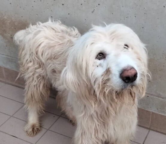 Barone: Spinone Italiano salvato da una segnalazione ora cerca casa