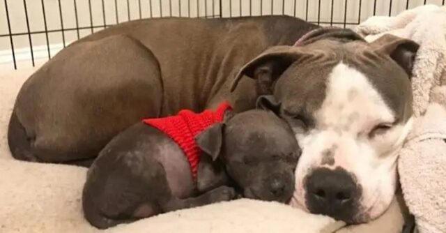 Daya, la Pitbull che ha perso i suoi cuccioli, ha adottato un cucciolo orfano