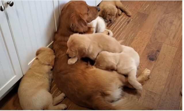 Cucciolo di cane esausto mentre si prende cura dei suoi cuccioli