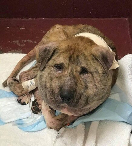 Gus, il cagnolone trovato con la testa gonfia come un pallone