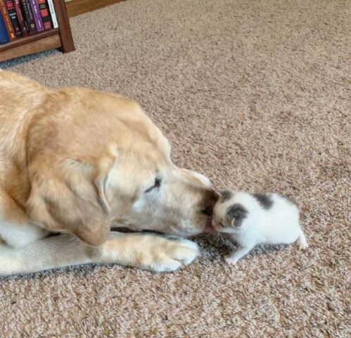 Pax, il Labrador che ha salvato un gattino randagio