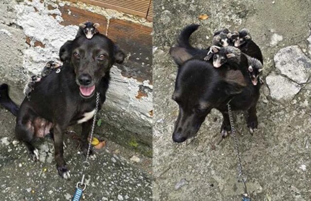 Pretinha, la cagnolina che ha adottato dei cuccioli di oppossum