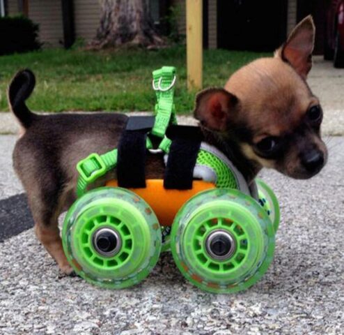 TurboRoo, il cagnolino nato con sole due zampe ha un carrellino speciale