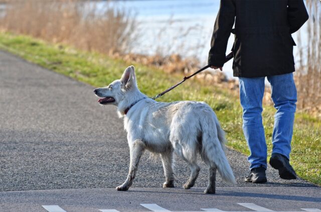 Volontari e cinofili si stanno prendendo cura dei cani delle persone che si trovano in quarantena