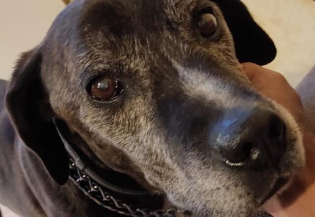 Ardea, fuggito l’ultimo dell’anno l’anziano Ettore, a 15 anni il cane non vede e non sente più