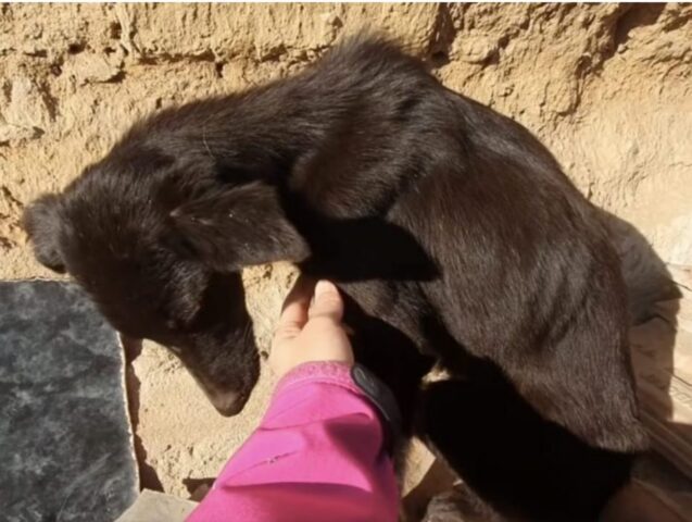 Cucciolo di cane vive tra le macerie e chiede aiuto a tutti i passanti