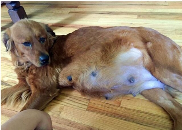 Cucciola di cane salvata dalla strada ma era incinta