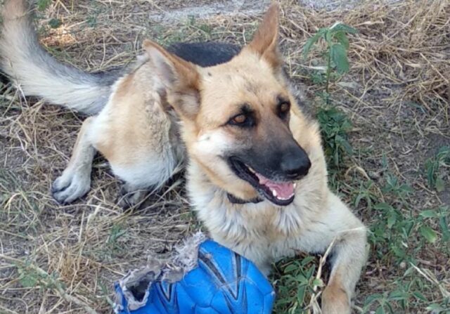 Barletta, superano la recinzione e rapiscono la cagnolina, si cerca disperatamente la povera Mina