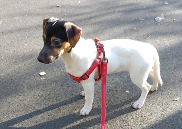 Bolzano, si è persa Kira, la cagnolina Jack Russell è fuggita via