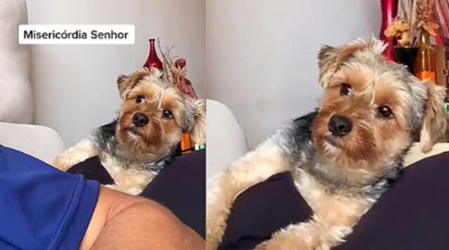 Il cagnolino ha un’esilarante espressione quando vede il suo padrone senza barba. “Sembro così quando torno dalla toelettatura?”