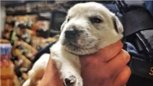 Cuccioli di cane chiusi in un borsone pronti per essere abbandonati