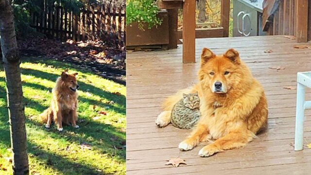 La cagnolina a cui non viene mai permesso di tenere i suoi cuccioli adotta un gattino randagio apparso nel suo cortile