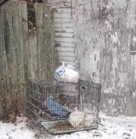 La storia di Rosabella: la cagnolina abbandonata dentro una gabbia in mezzo alla neve