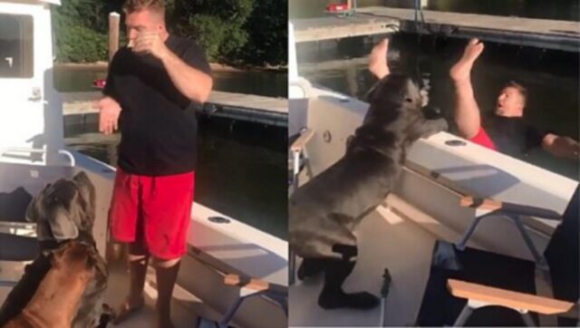 Il proprietario addestra il suo grosso cane su uno yacht, ma il cucciolone non dosa la sua forza e lo fa cadere in acqua