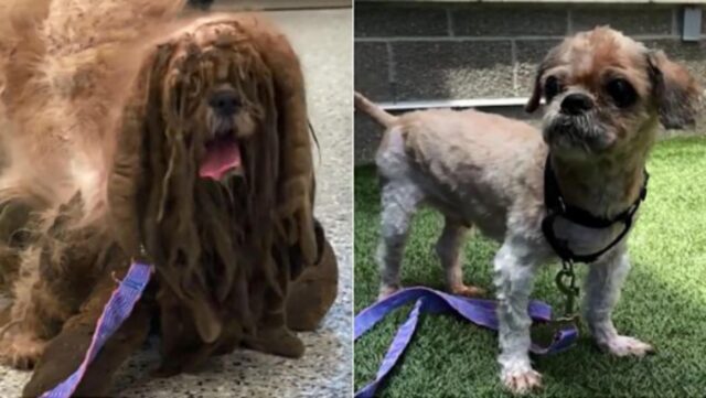 Il cagnolino con il pelo completamente incrostato non sembra nemmeno più un cane