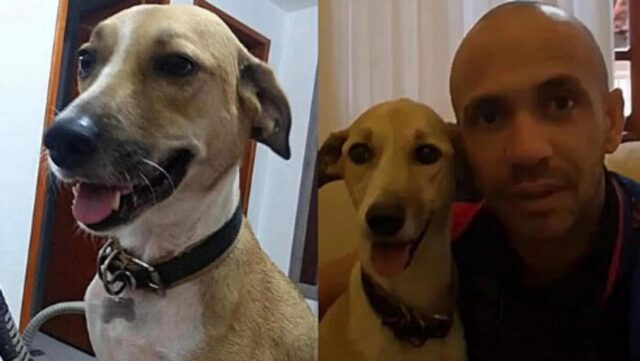 Pandora, il cane perduto in aeroporto durante un cambio