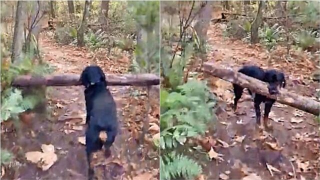 Cane raccoglie nel bosco un ramo più grande di lui ma continua a portarlo in giro