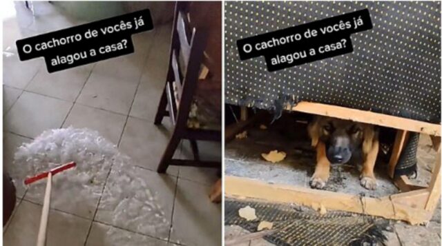 Cane smonta il rubinetto della cucina e allaga la casa della sua padrona