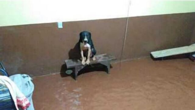 La cagnolina sale su una panchina per non bagnarsi le zampe dopo che un alluvione ha allagato la casa