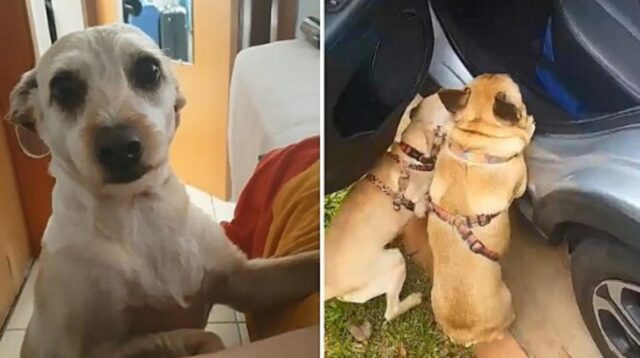 La cagnolina si spaventa pensando che stiano per abbandonarla quando i padroni preparano le valigie