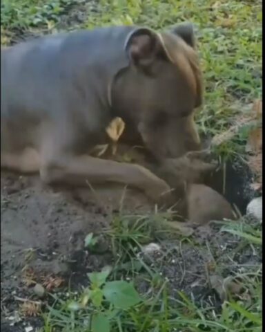 Cucciolo di cane cerca di distrarre un castoro dal suo lavoro