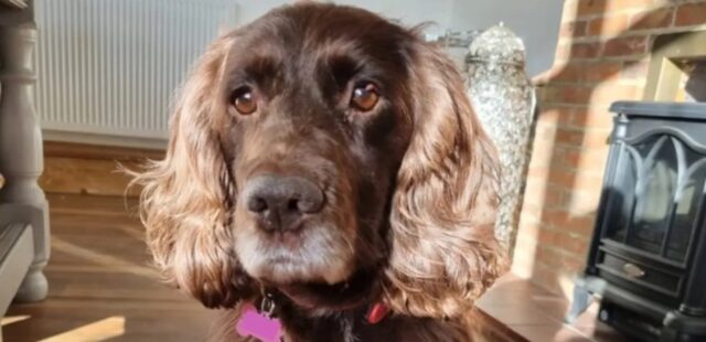 Cucciola Cocker Spaniel Cassie finalmente torna a casa dopo 8 anni dal suo rapimento