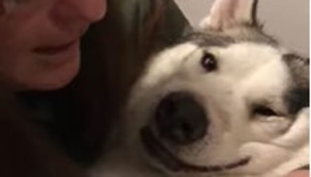 La cucciola Siberian Husky Nova adora la sua nuova famiglia (VIDEO)