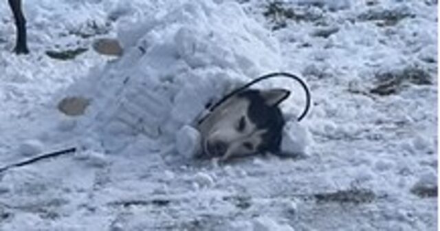 La cucciola Siberian Husky Sakari adesso può vivere una vita felice (VIDEO)