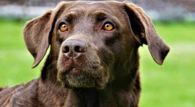 Cucciola di Labrador Gracie adora giocare con lo spazzaneve del proprietario (VIDEO)