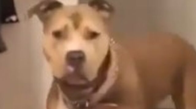 Una cucciola di cane crede di essere la mamma della sua proprietaria (VIDEO)