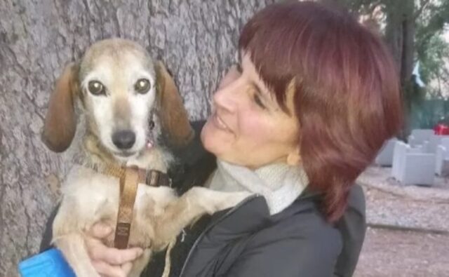 Cucciola di cane Gemma riabbraccia la sua proprietaria dopo sette anni