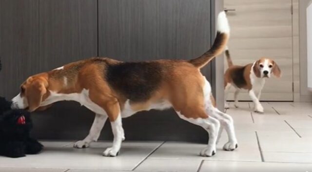 I cuccioli Beagle Louie e Marie ogni giorno trovano sempre una sorpresa in casa (VIDEO)