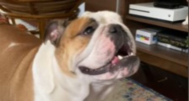 Cuccioli Bulldog Shug e Bruce sono molto complici e si adorano (VIDEO)