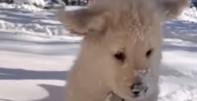 Cucciolo Golden Retriever ama affondare il proprio nasino sulla neve