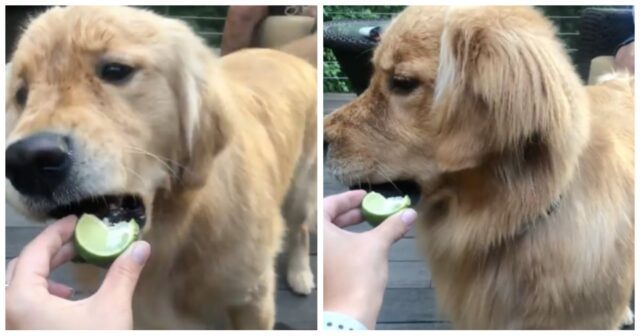 Un cucciolo Golden Retriever odia tantissimo il lime (VIDEO)