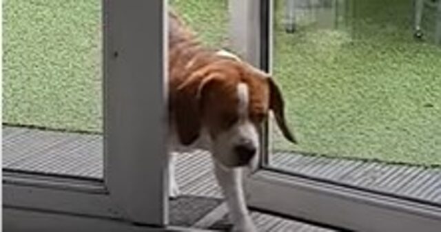 Cucciolo di Beagle Hugo apre la maniglia della porta ed entra a casa (VIDEO)