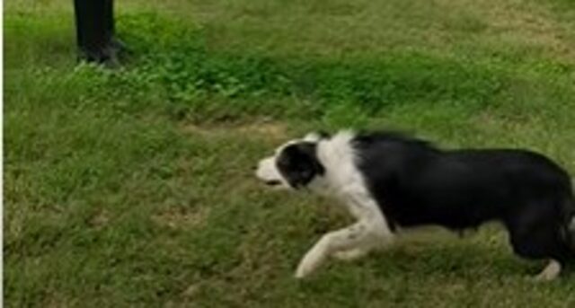 Cucciolo di Border Collie Twitt si è spaventato a causa di una statua di un animale (VIDEO)