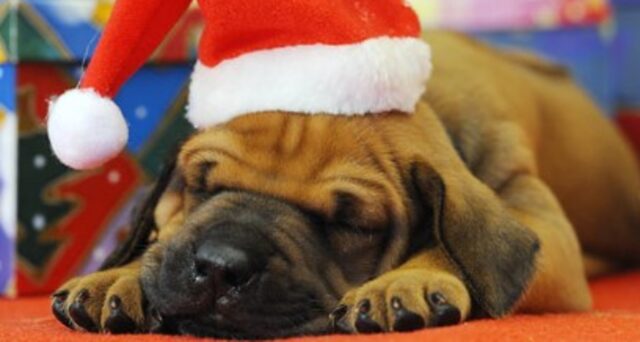 Cucciolo di Bullmastiff è stato il perfetto regalo di Natale (VIDEO)