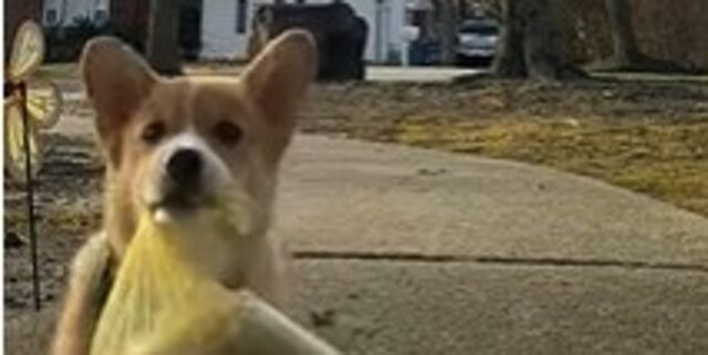 Cucciolo di Corgi affettuoso porta il giornale al proprietario anziano (VIDEO)