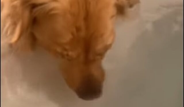 Cucciolo di Golden Retriever fa le bolle nella vasca da bagno (VIDEO)