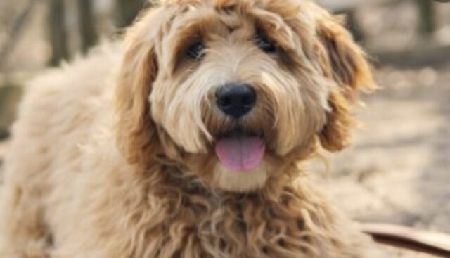 Un cucciolo di Goldendoodle va in bici per le strade di Miami (VIDEO)