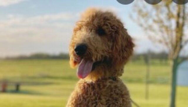 Un cucciolo di Goldendoodle viaggia per il mondo con il proprietario (VIDEO)