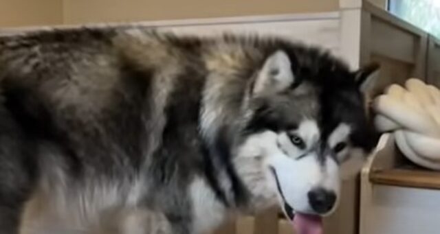 Il cucciolo di Husky Teddy controlla la sua sorellina umana a notte fonda (VIDEO)