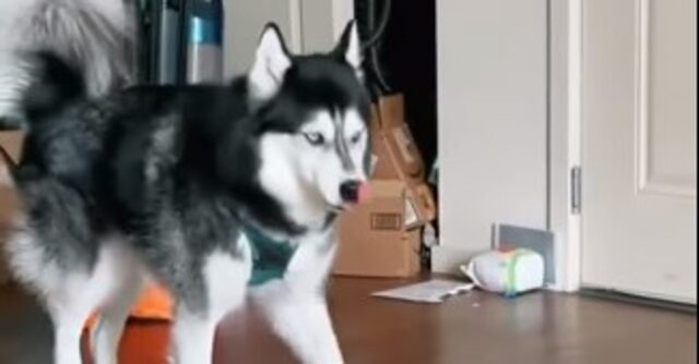 Cucciolo di Husky canta incitato dalla sua proprietaria (VIDEO)