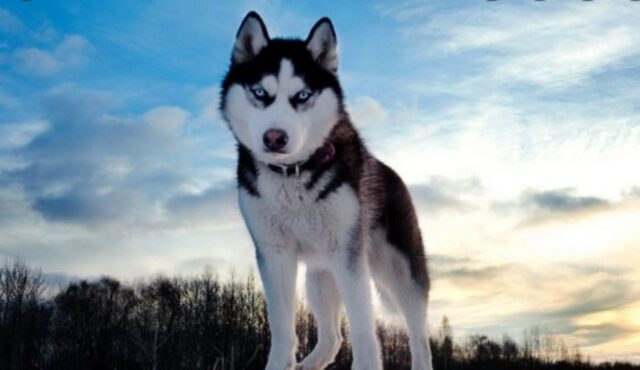 Cucciolo di Husky ruba tutto ciò che trova per strada e lo porta a casa (VIDEO)