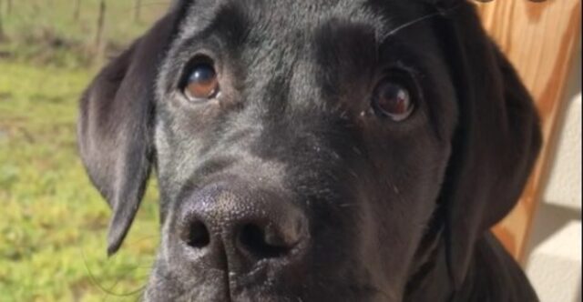 Cucciolo di Labrador Mako è felice di incontrare la sua amica postina (VIDEO)